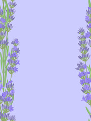 Bright vector seamless background with sprigs of lavender.