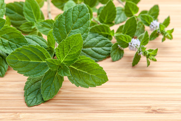 Closeup fresh peppermint leaves and peppermint flower from the g