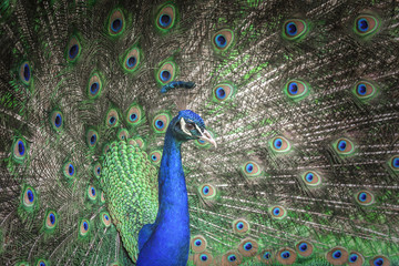Fototapeta na wymiar Beautiful peacock with feathers out.