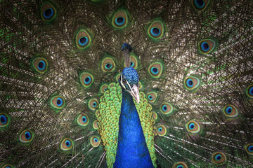 Beautiful peacock with feathers out.