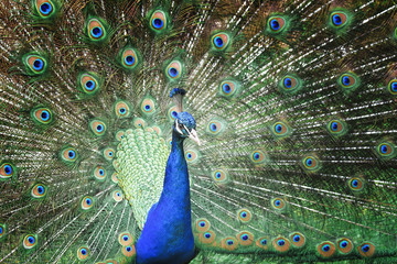 Fototapeta premium Beautiful peacock with feathers out.