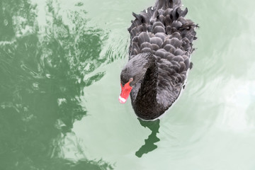Fototapeta premium Black swan swimming.