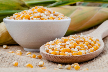 Grains of dried corn in the wooden spoon with dried sweet corn o