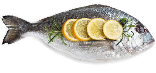   Dorada fish (Sparus aurata L.)