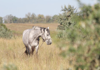 Horse grazes in a field