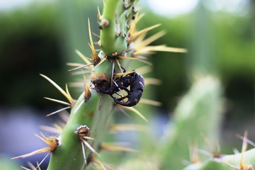 Mating insects in a cactus with thorns