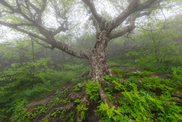 blue ridge mountains, foggy forest, north carolina