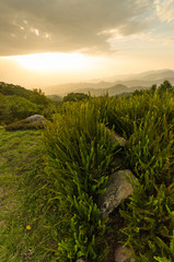 forest background on top view