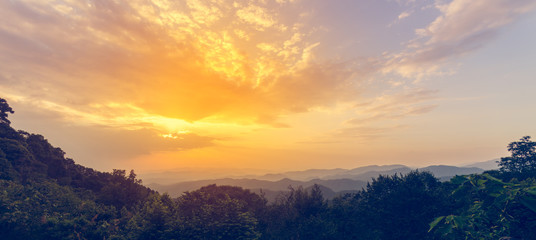 vintage forest background on top view