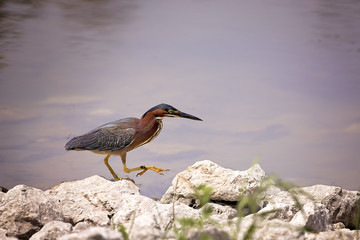 Green Heron