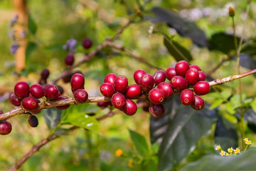 Coffee beans ripening on tree in North of thailand