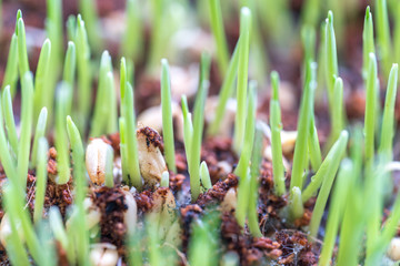 Pet grass with macro view and blurred background