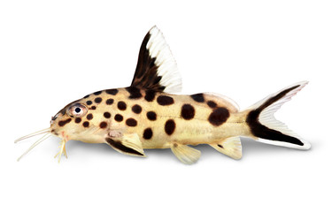 Cuckoo catfish Synodontis multipunctatus freshwater aquarium fish 