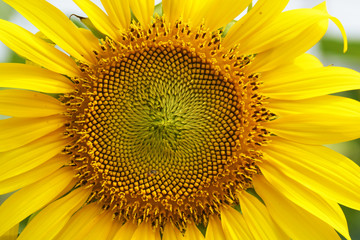 close-up of a beautiful sunflower in a field