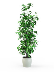 Green potted plant isolated on white background. 3D Rendering, 3D Illustration.