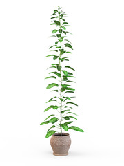 Fototapeta na wymiar Dieffenbachia potted plant isolated on white background. 3D Rendering, 3D Illustration.