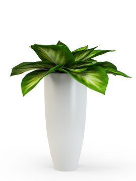 Dieffenbachia potted plant isolated on white background. 3D Rendering, 3D Illustration.