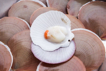 most shellfish in container © tearsze