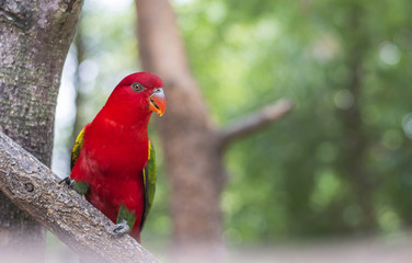 Beautiful red Parrot in forest