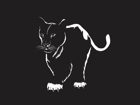 Walking Black panther on dark backround vector illustration