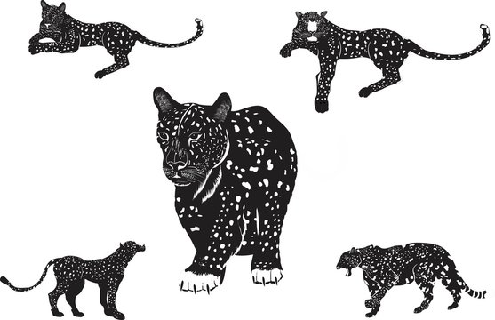 Black panthers leopards set isolated on white vector illustration