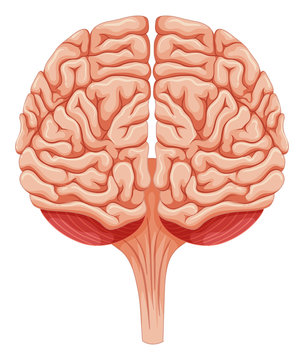 Close up human brain