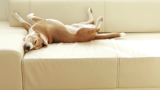 A very lazy relaxed beagle lies on a sofa and pursues the camera with his eyes