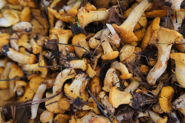 Yellow mushrooms chanterelles many 