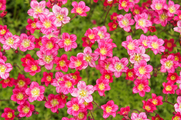Obraz premium Little pink flowers Saxifraga androsacea or Saxifraga x arendsii in green field