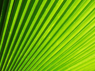 Obraz premium Texture of Green palm Leaf