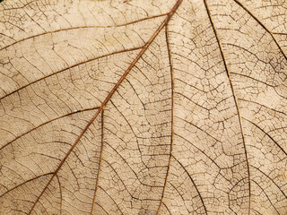 Naklejka na ściany i meble dry brown leaf texture