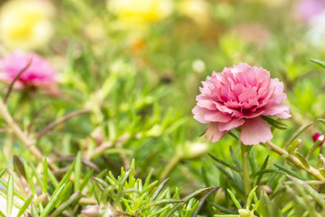 Obraz premium Blooming Peony Pink Flowers With Blurred Background.