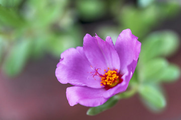 Pink flower with blurred background
