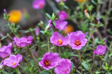 Fototapeta premium Pink flower with blurred background