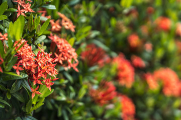Obraz premium Ixora is a genus of flowering plants in the Rubiaceae family.