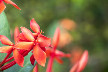 Ixora is a genus of flowering plants in the Rubiaceae family.