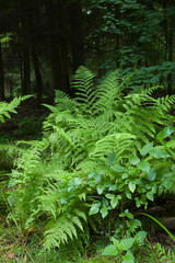 Large fern bunch in summer forest