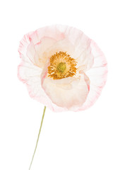 Fototapeta premium poppy flower