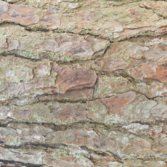 surface of the bark
