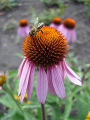 Eastern purple coneflower flowers (rudbeckia) with bee