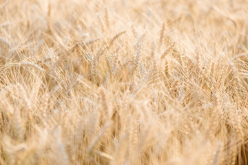 Close up wheat field