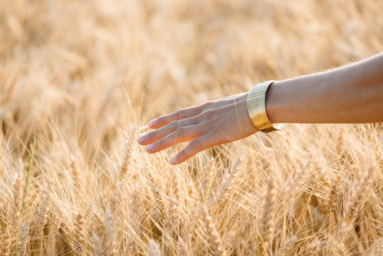 Woman's hand touch wheat ears at sunset, Harvest concept. Golden land.