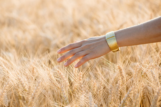 Woman's hand touch wheat ears at sunset, Harvest concept