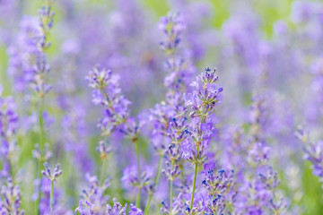 Fototapeta na wymiar Lavender flowers
