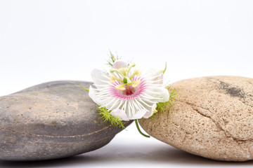 Fototapeta na wymiar Sweet granadilla flower