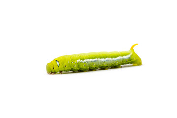 Obraz premium an Daphnis Nerii