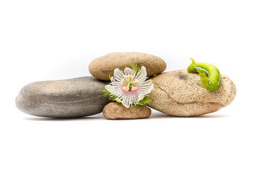 Sweet granadilla flower and an Daphnis Nerii