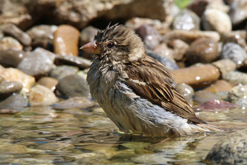 Sparrow bathes in water