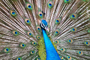 Obraz premium Portrait of beautiful peacock