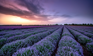 Beautiful image of lavender field Summer sunset landscape.